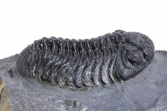 Detailed Pedinopariops Trilobite - Mrakib, Morocco #359598